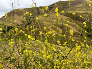 Chino Hills State Park Bane Ridge Trail